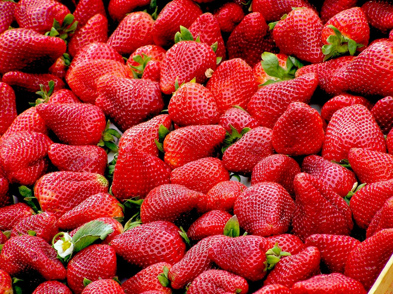 Deputada Daniela apresenta projeto para sustar norma que prejudica produtores de morango